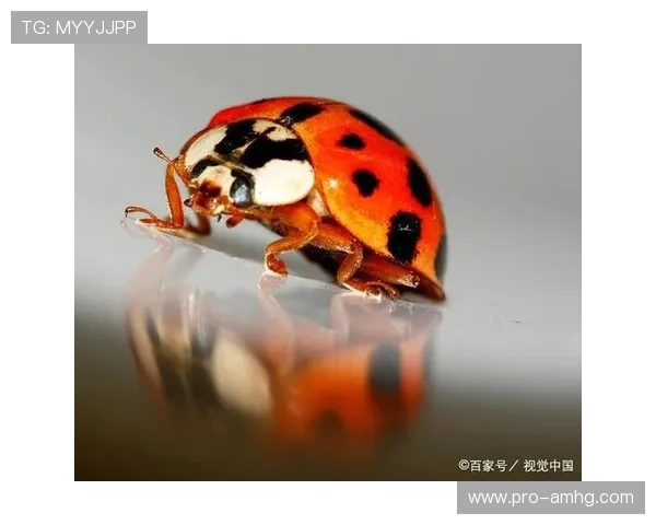 七星真人手机版攻略大全，全面解析游戏技巧与升级策略助你轻松称霸仙界